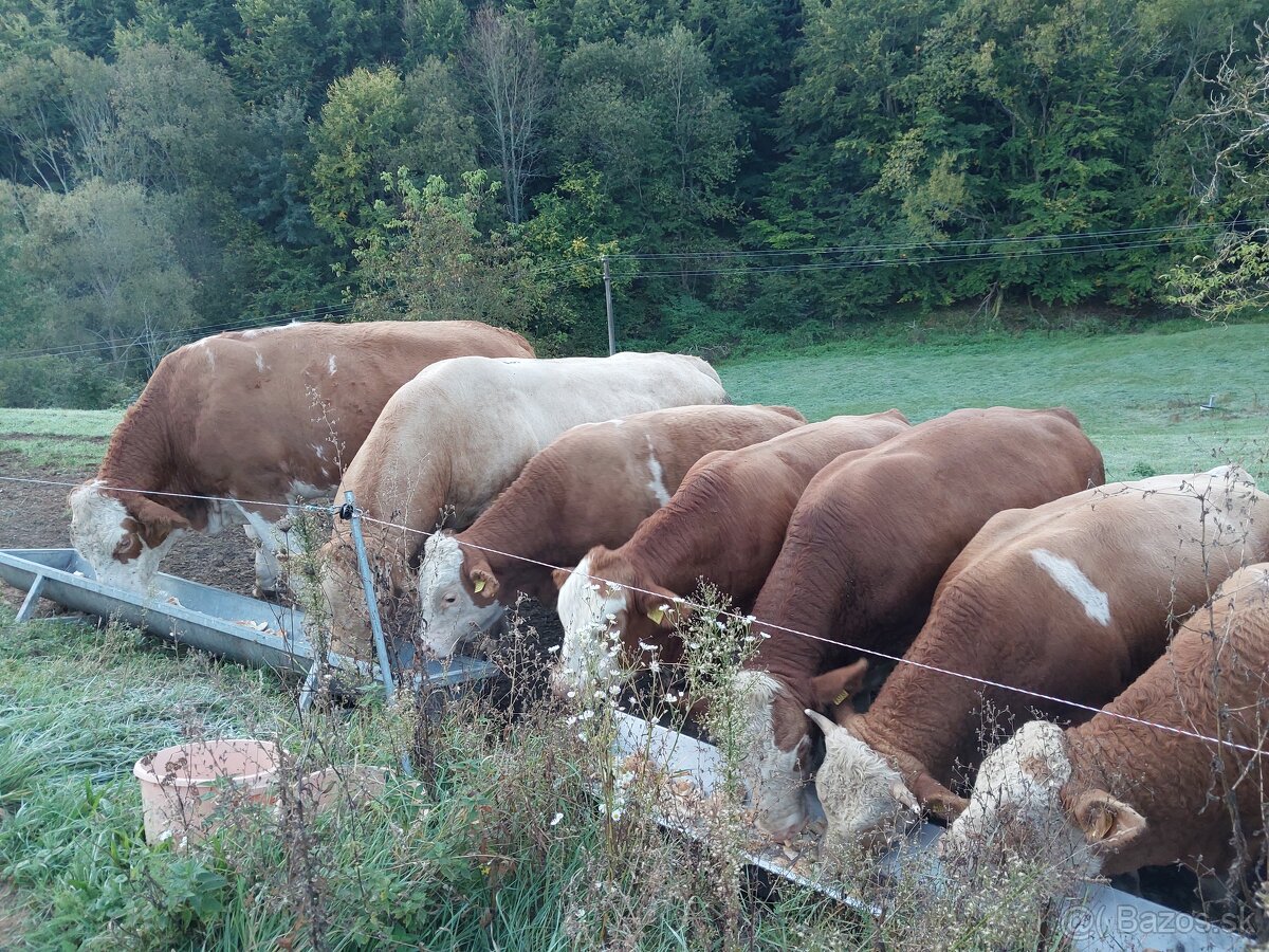 Hovädzie mäso - býk na predaj