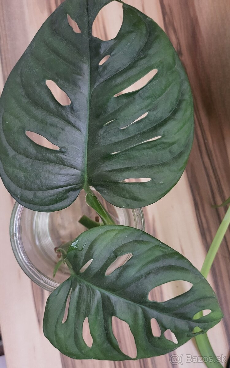 Monstera adansonii