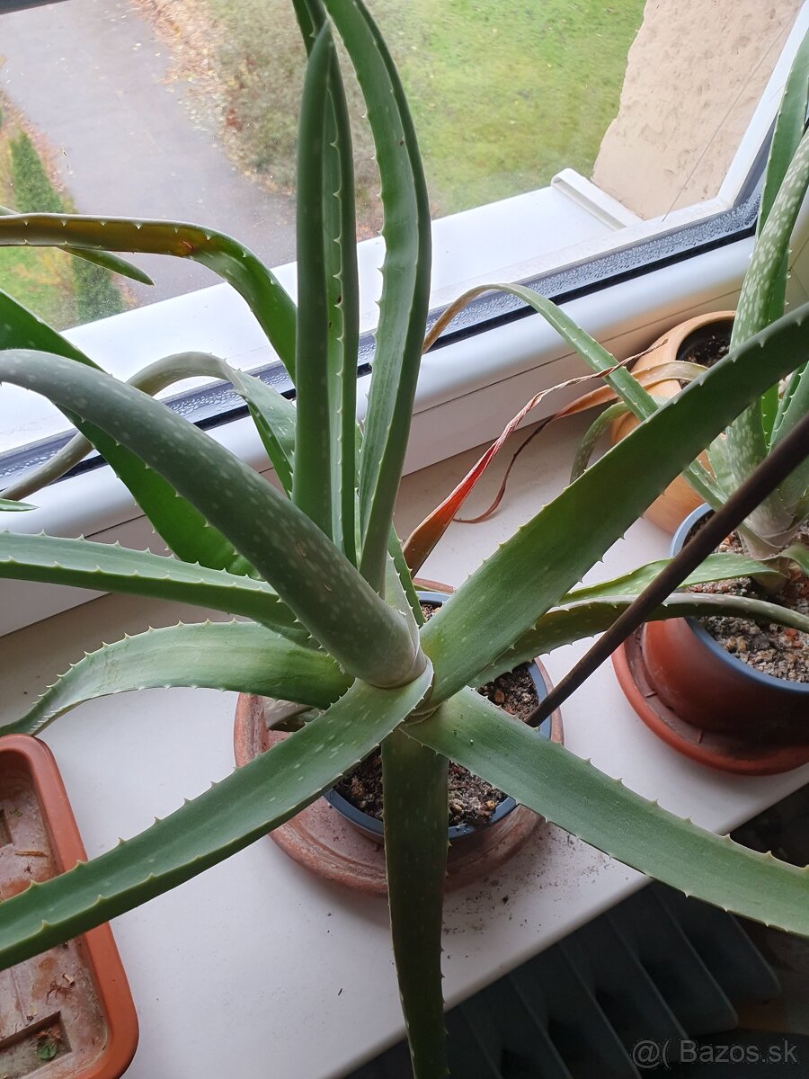 aloe vera