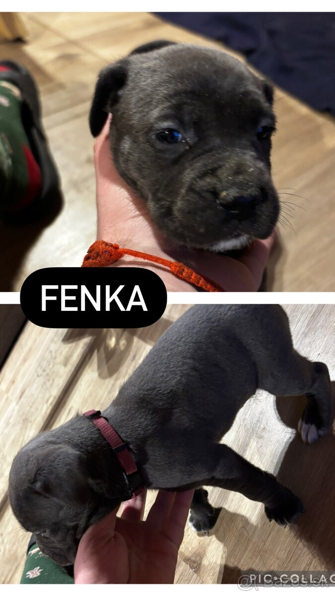 Predam/eladó steniatka Cane Corso