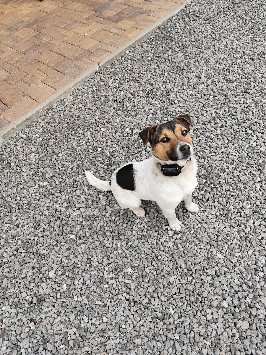 Jack Russel