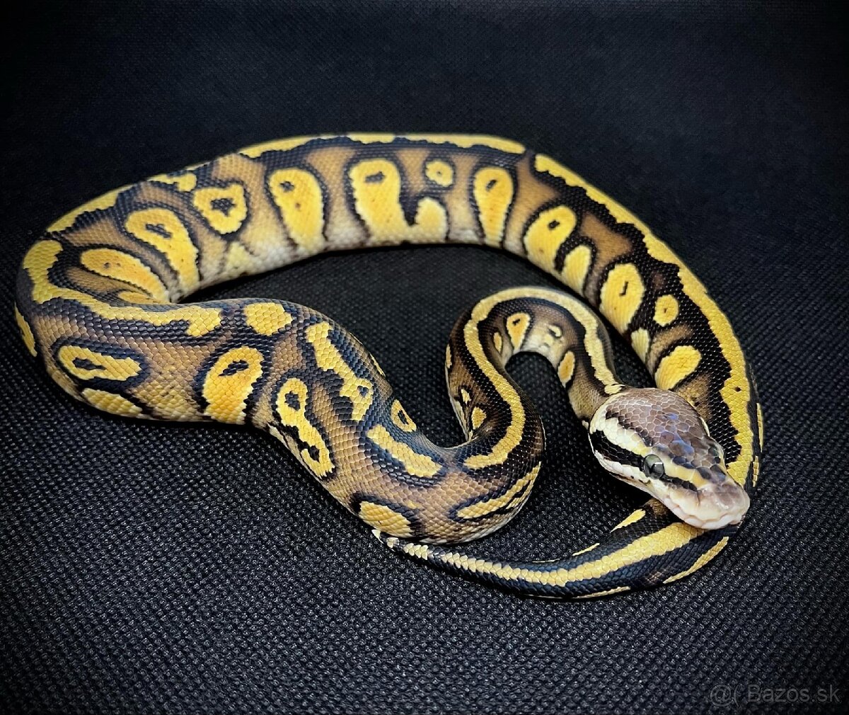 Python Regius