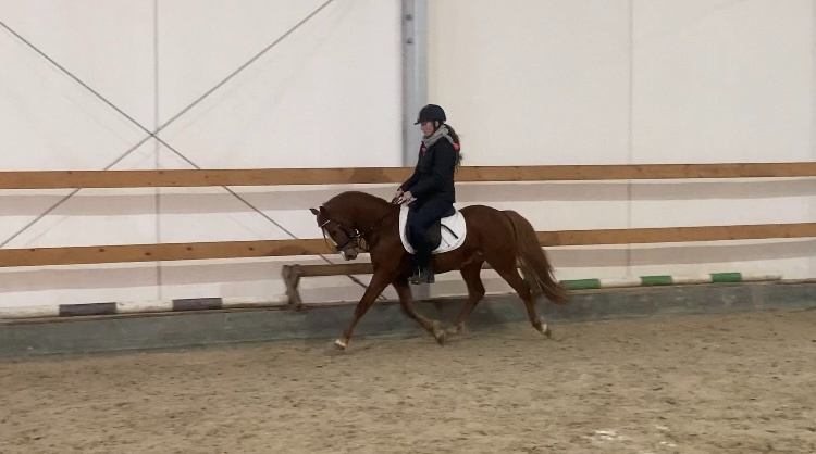 welsh pony valach do sportu