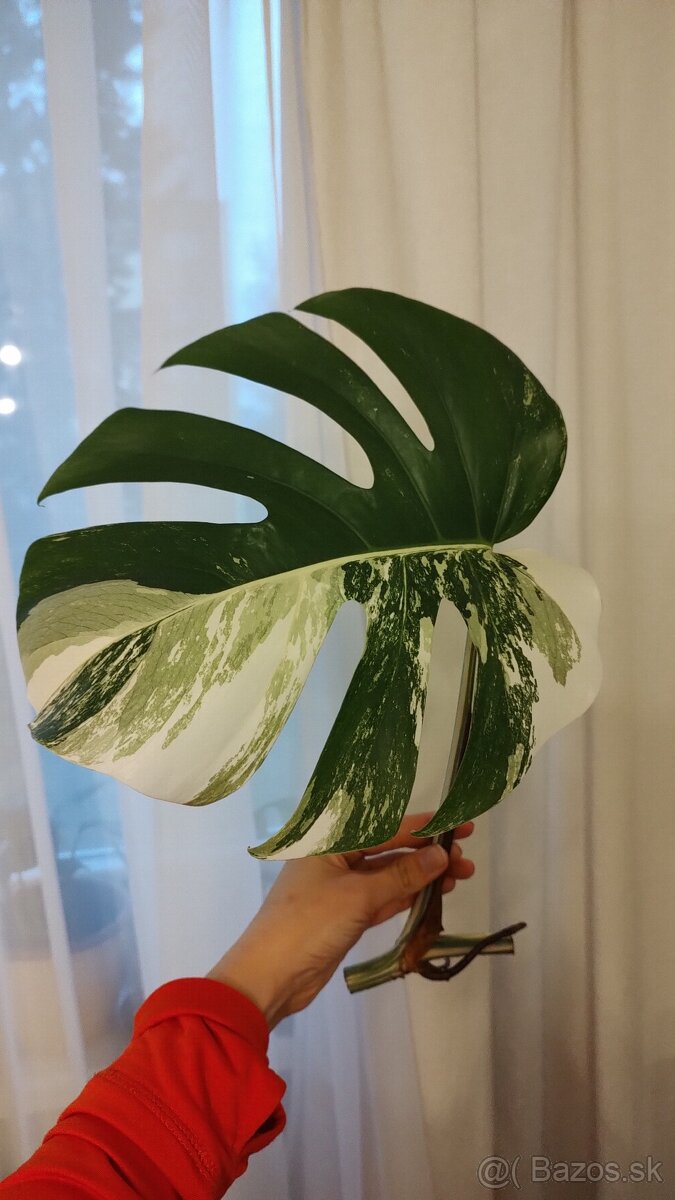 Monstera albo variegata