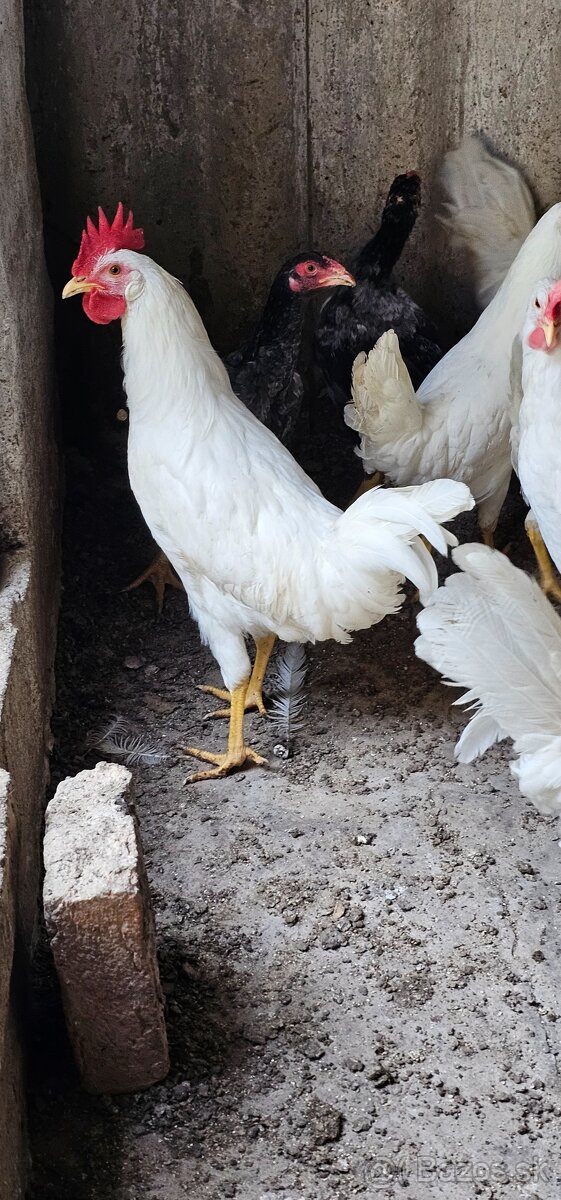 Leghorn