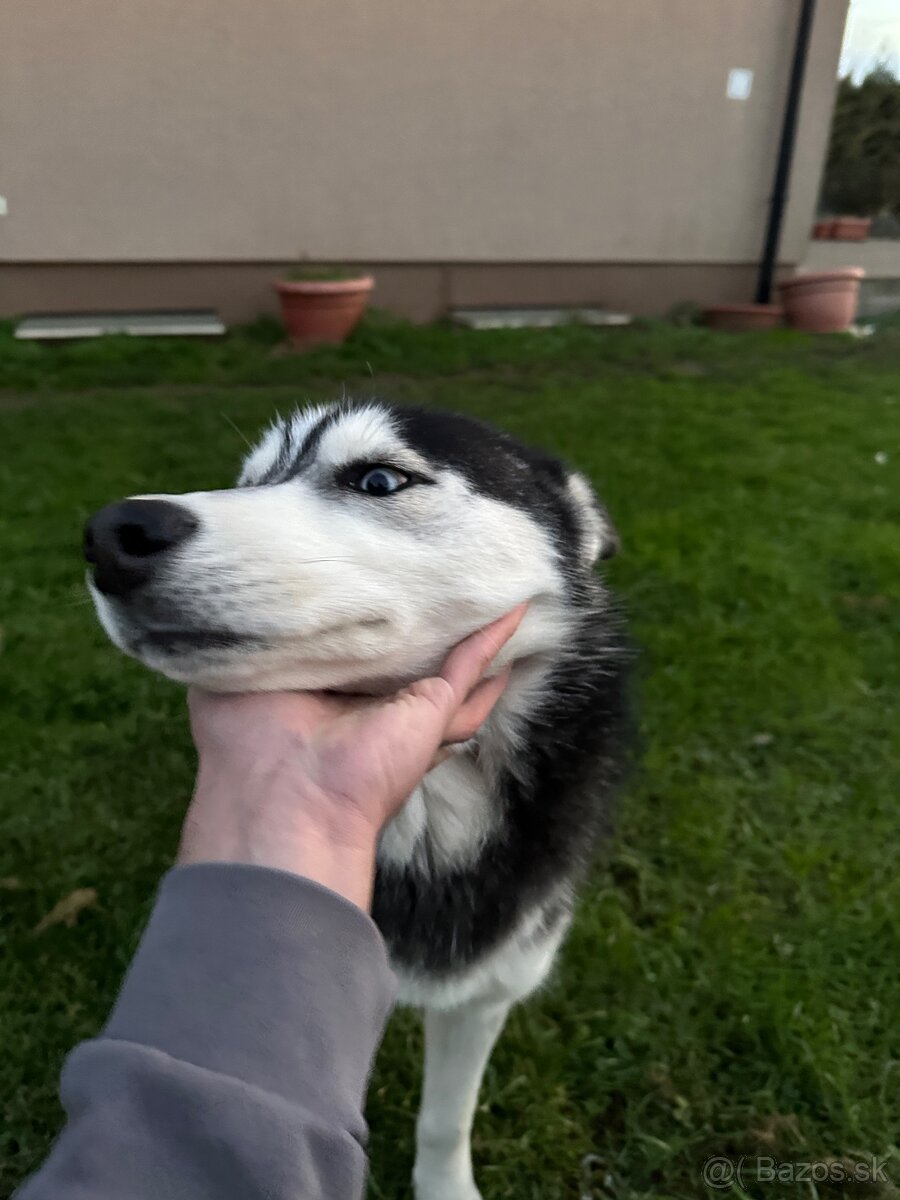 Husky (ZEUS)