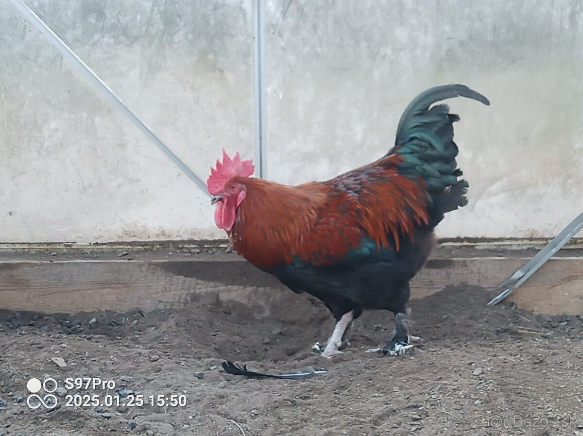 Marans medenokrky