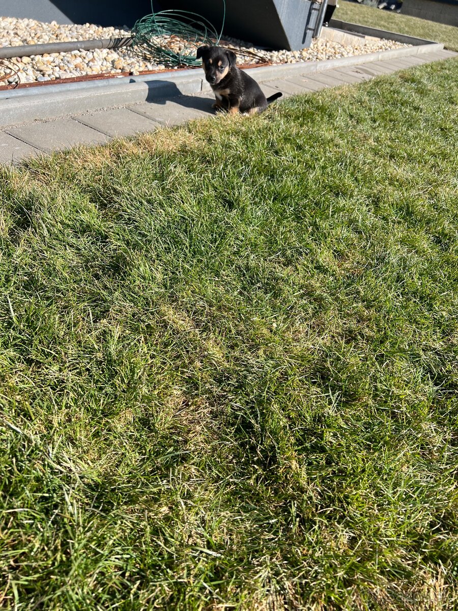 Darujem Šteňata Križenec Jack Russel Terier