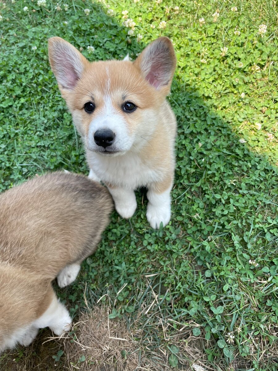 Welsh corgi pembroke