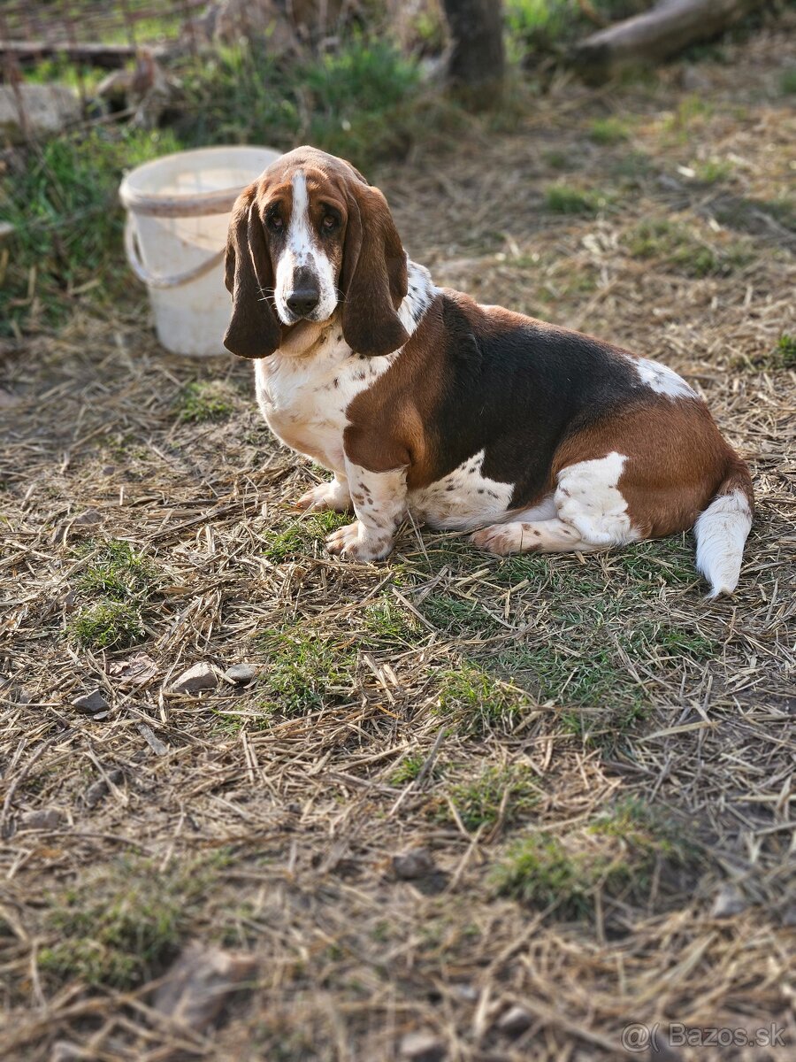 Basset , basset hound , baset