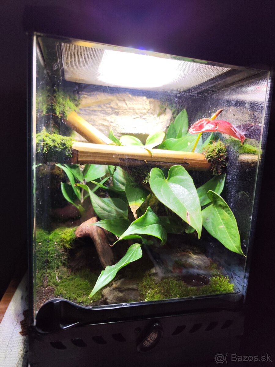 Terarium Exo terra