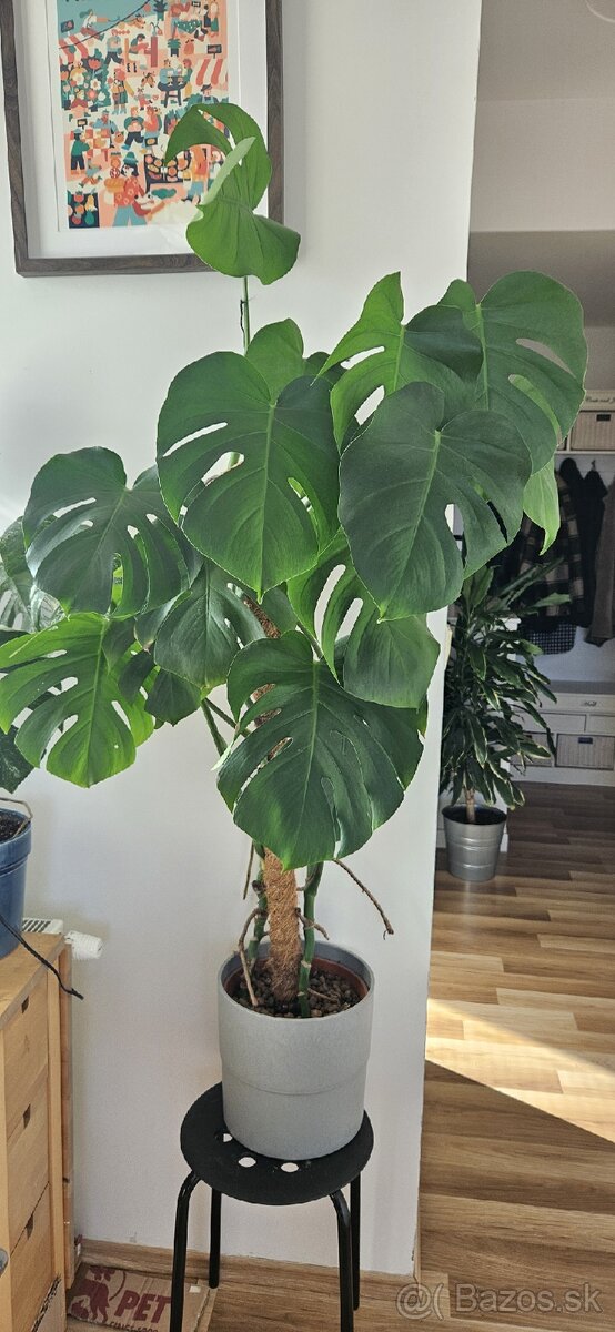 Monstera deliciosa