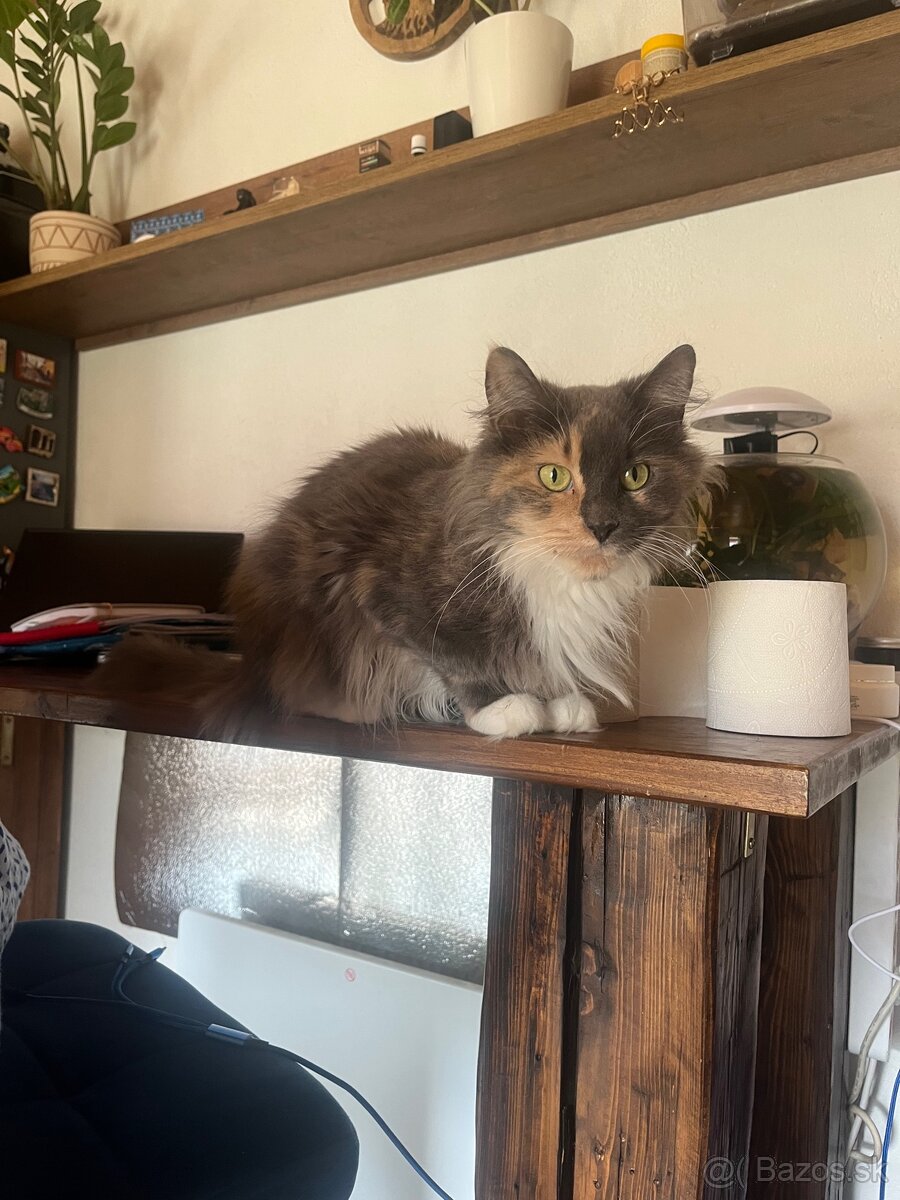 Mainská mývalia, maine coon