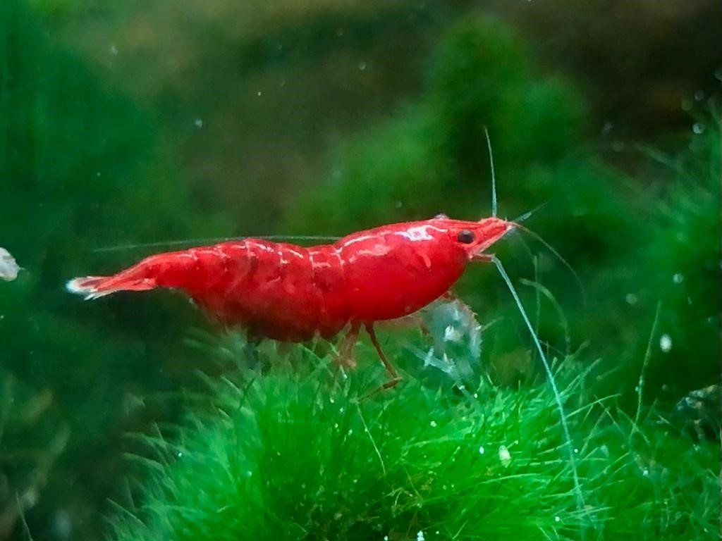 krevetky (Neocaridina)