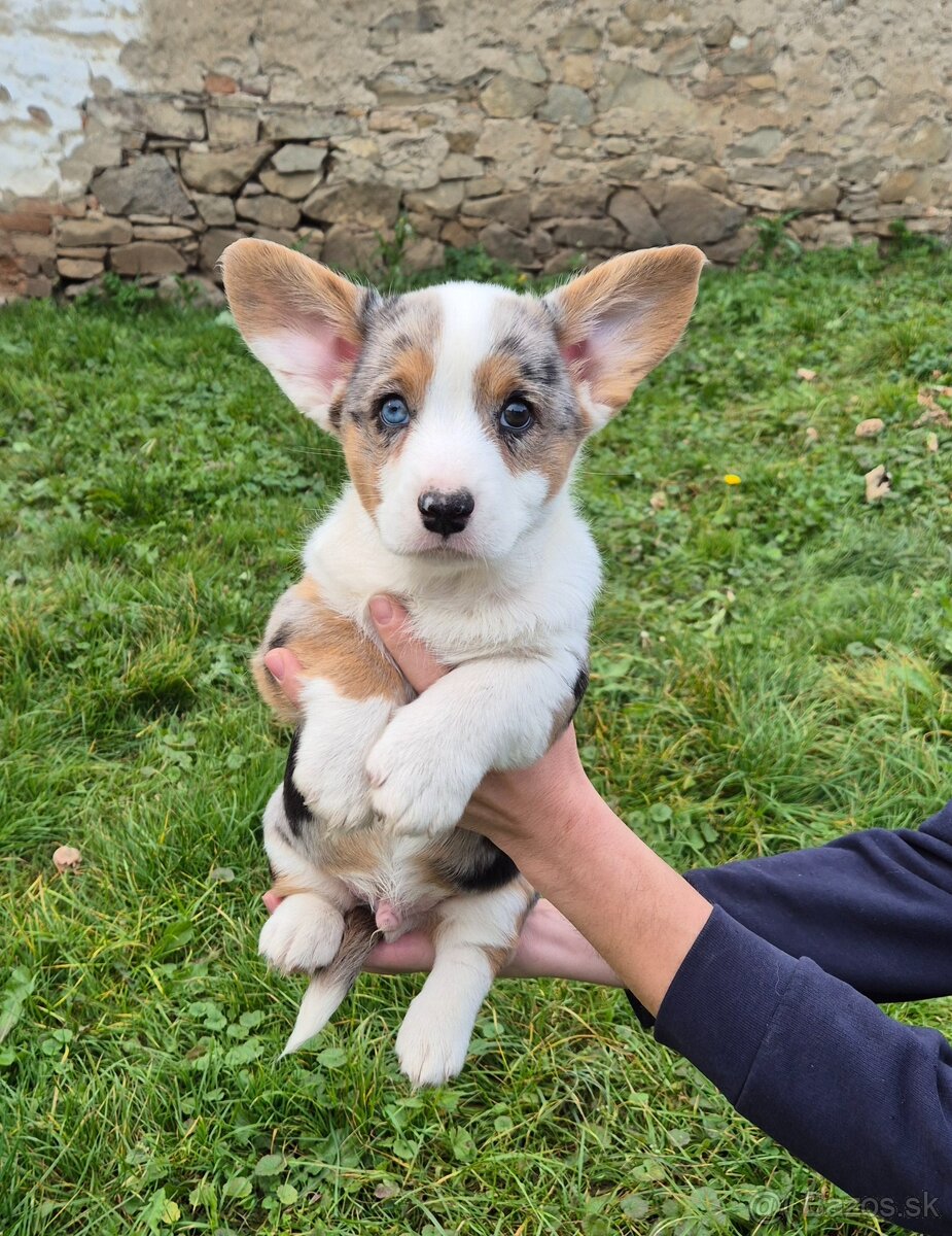 Welsh corgi cardigan štaniatka s PP