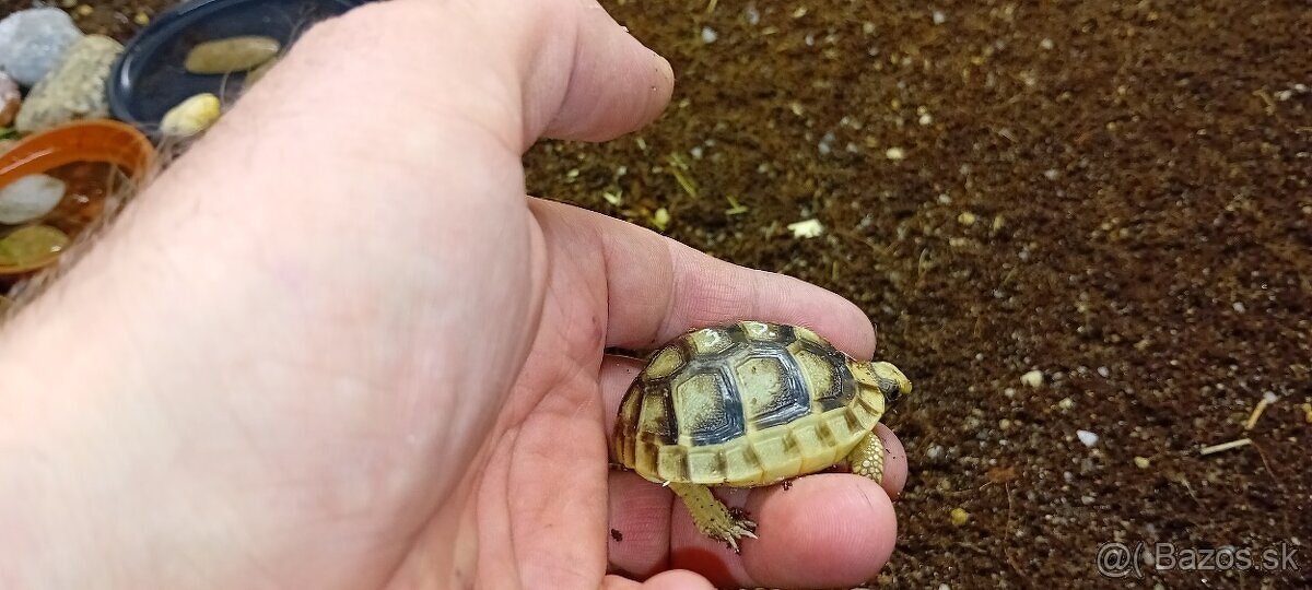 suchozemska korytnačka / testudo marginata/ korytnačky.