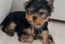 Yorkshire terrier 70€