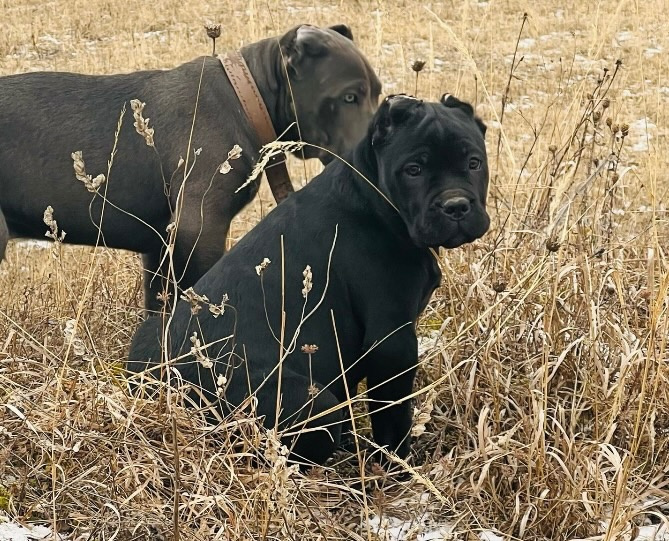 Šteniatko Cane Corso – úplne čierny psík