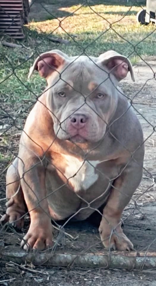 American Bully