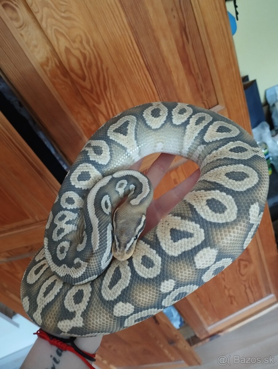 Pyton kráľovský, python regius