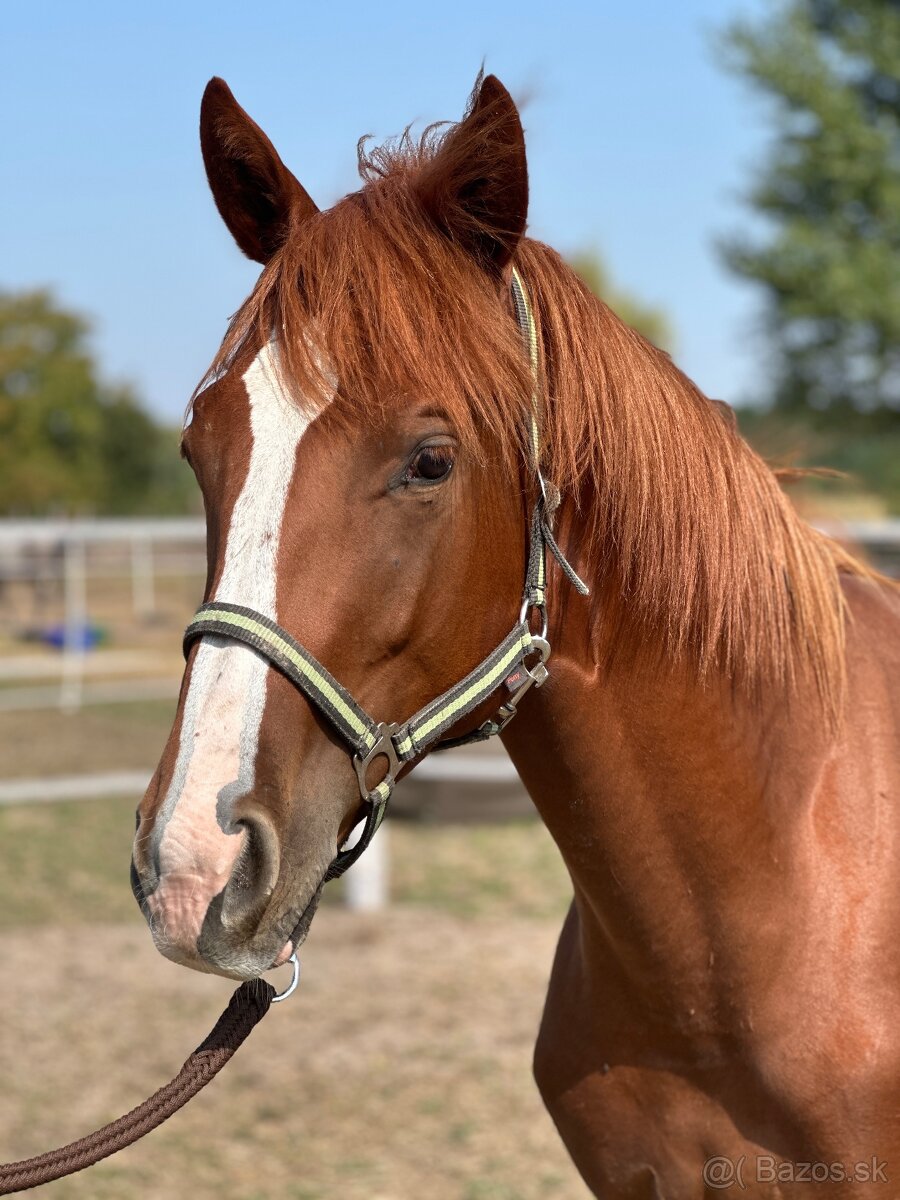 Predám žrebca quarter horse