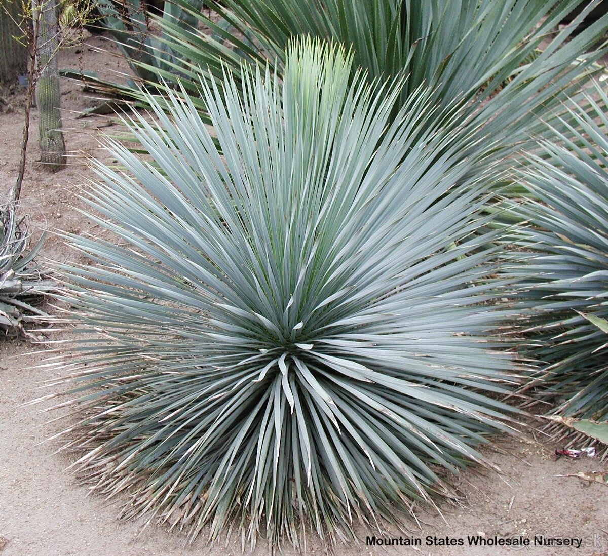 Yucca Rostrata