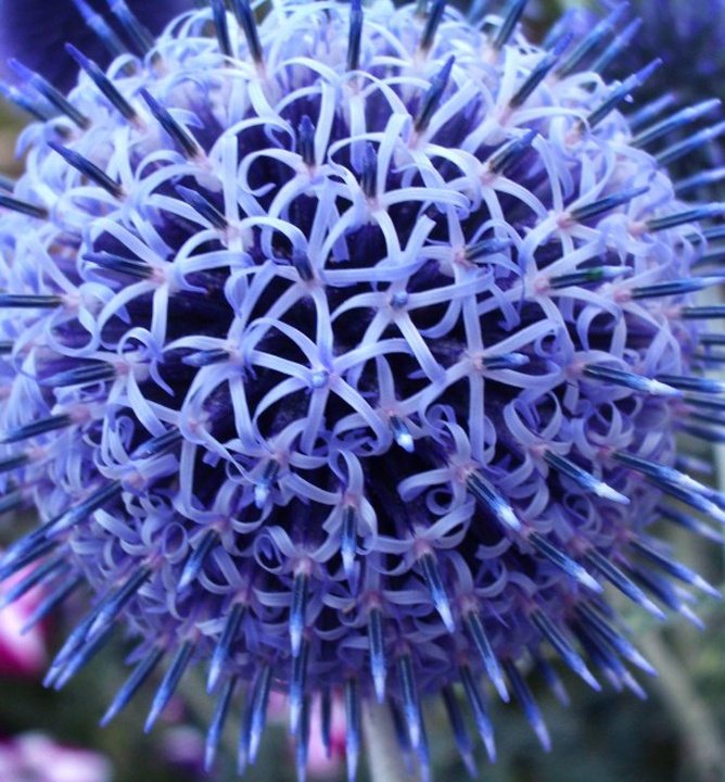 Echinops bannaticus "Blue Glow" - Ježibaba modrá