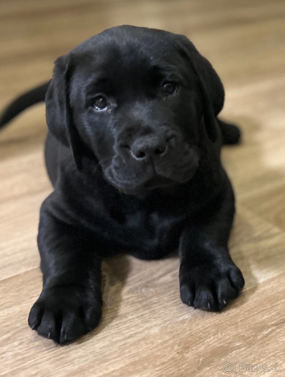 Labrador