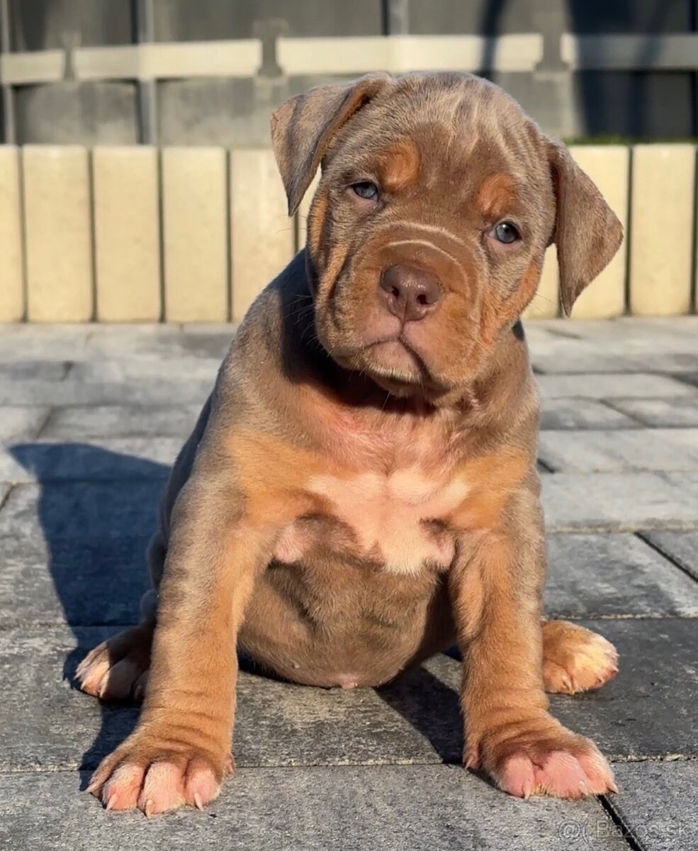 American bully xl, pitbull xxl