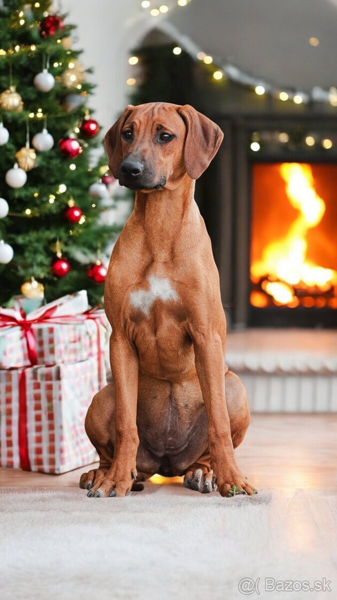 Rhodesian Ridgeback