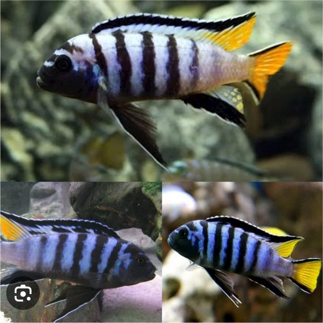 PSEUDOTROPHEUS ELONGATUS MPANGA , africke cichlidy