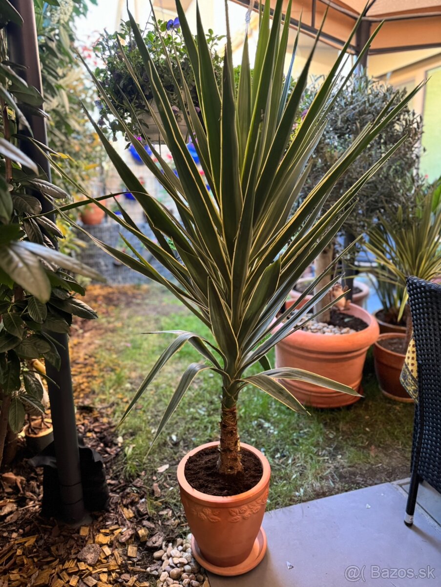 Stredomorská rastlina, Yucca elephantipes ´Puck´