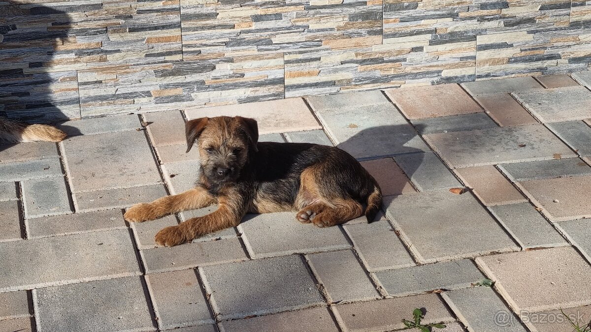 border terrier