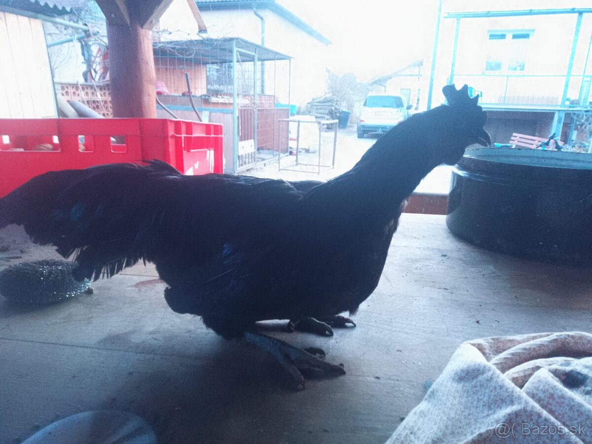 Kohút Ayam cemani