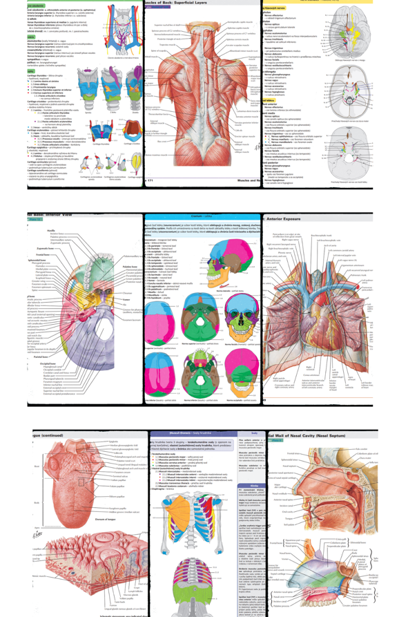 Memorix Anatómie + Netterov anatomický atlas