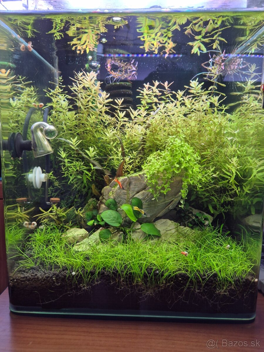 Prodam komplet zabehnute akvarium Dennerle 30L