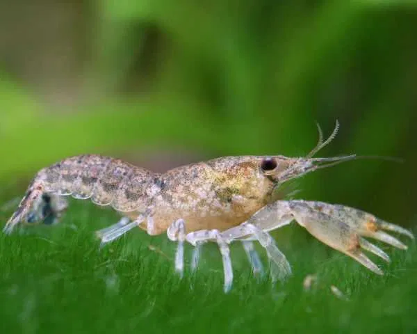 Cambarellus diminutus - Rak malý