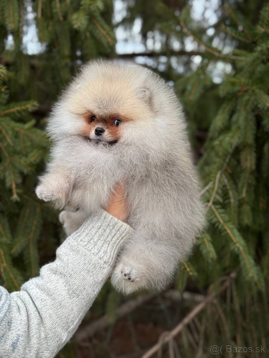 Pomeranian PP FCI chlapečky