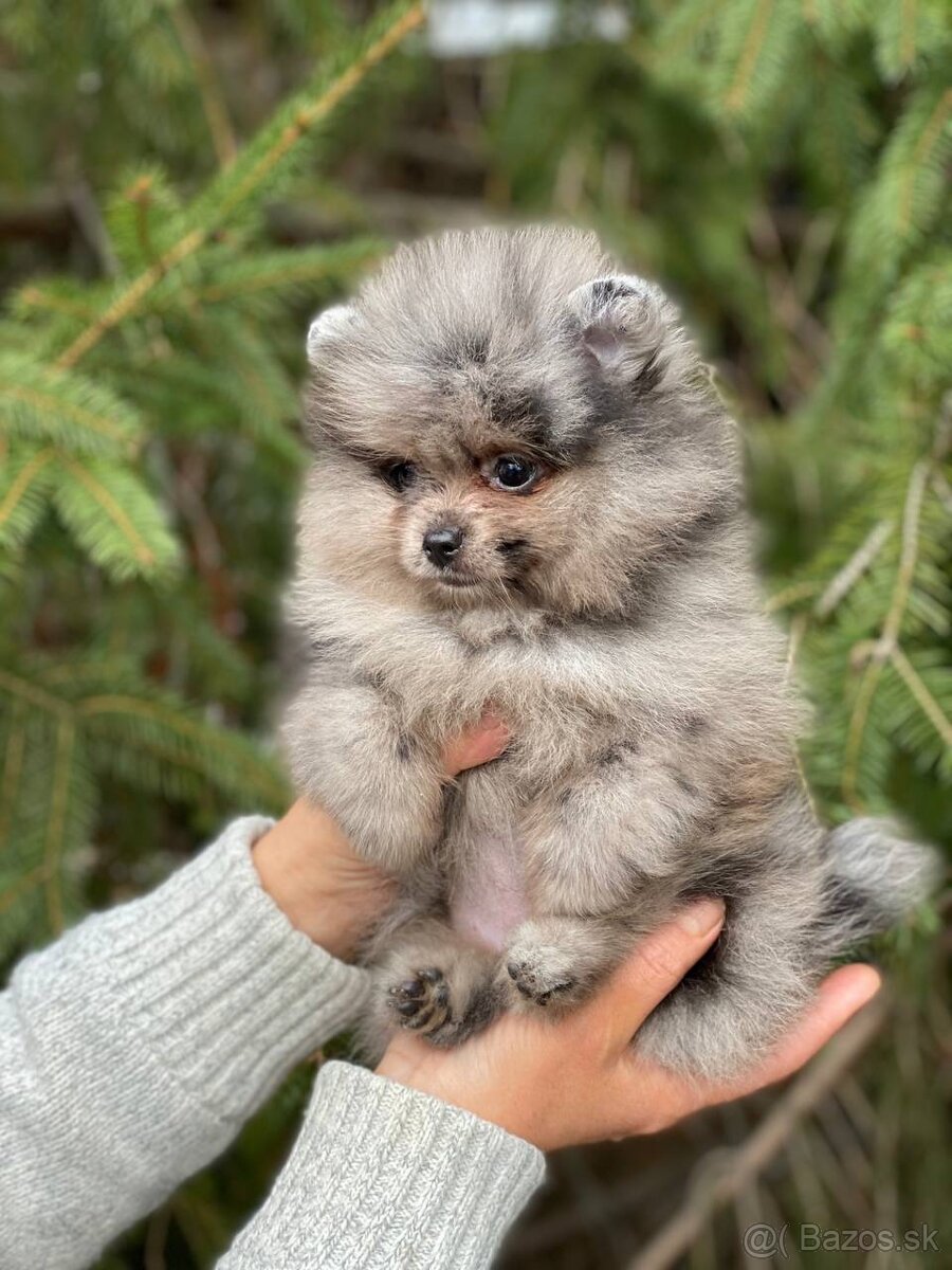 Pomeranian Merle fenečka PP UCI