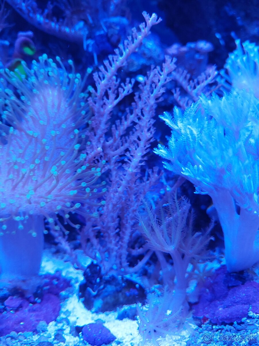 Morské koraly