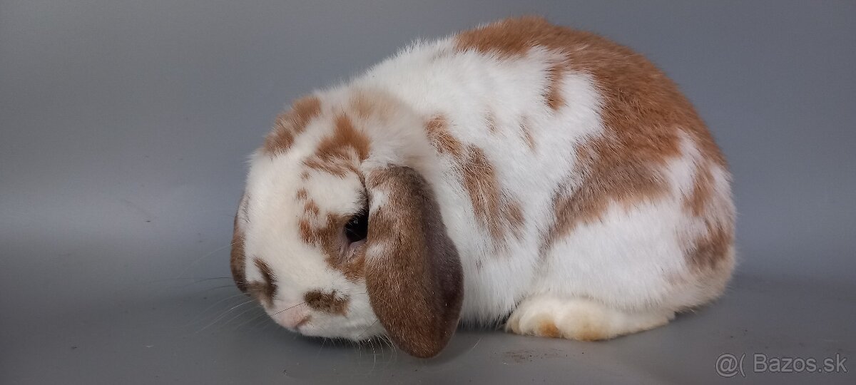 Mini Lop