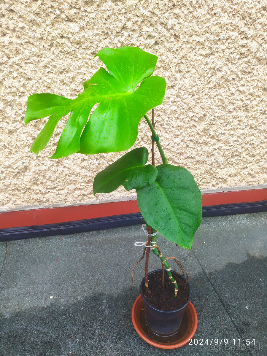 Monstera deliciosa3