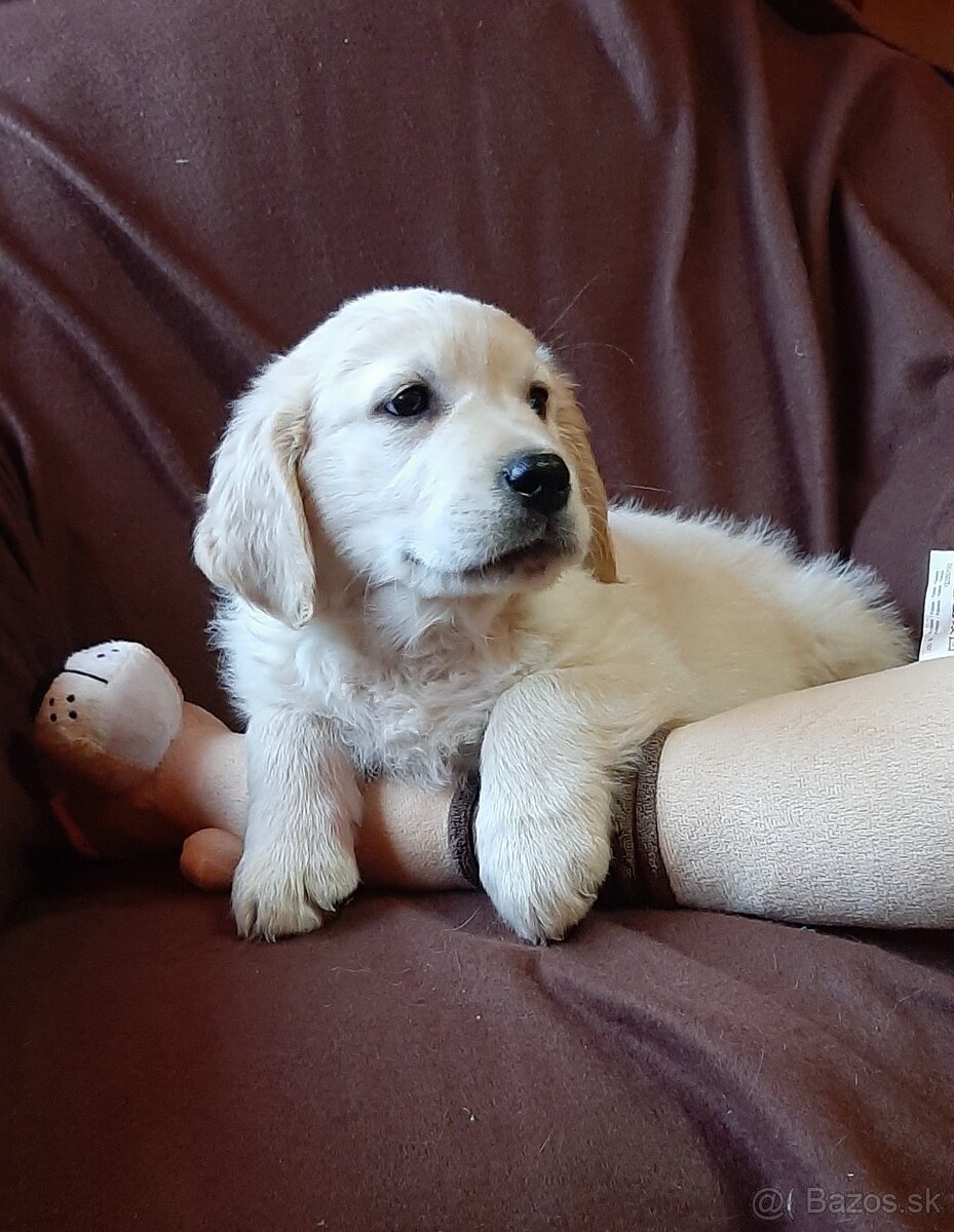 Zlatý (golden) retriever - šteniatka