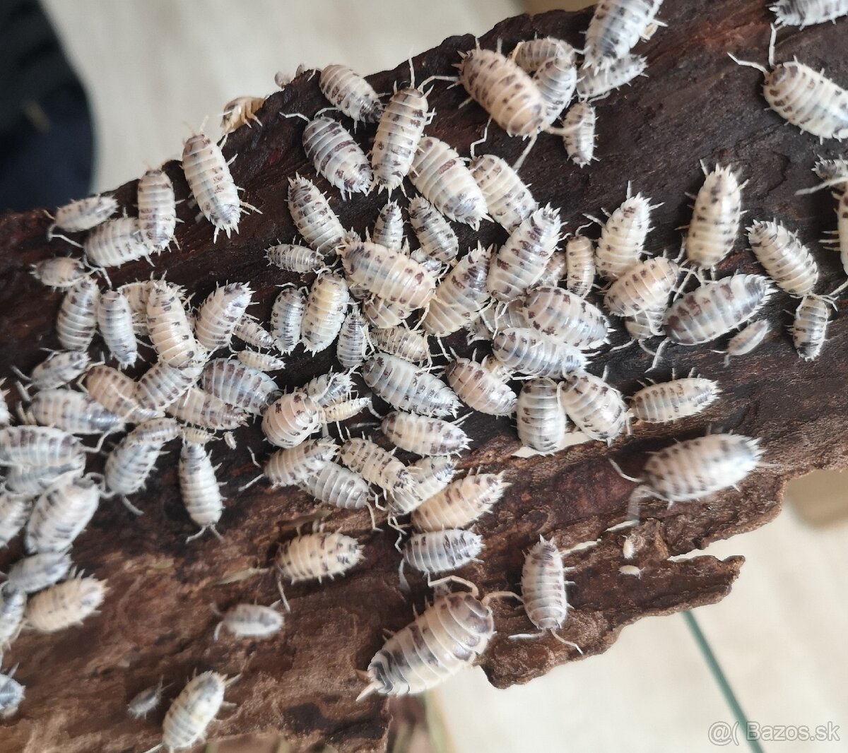 Porcellio laevis (Dairy cow)