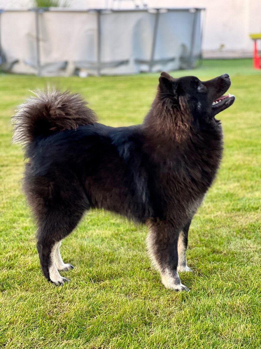 Eurasier / Eurazier s PP / sučka