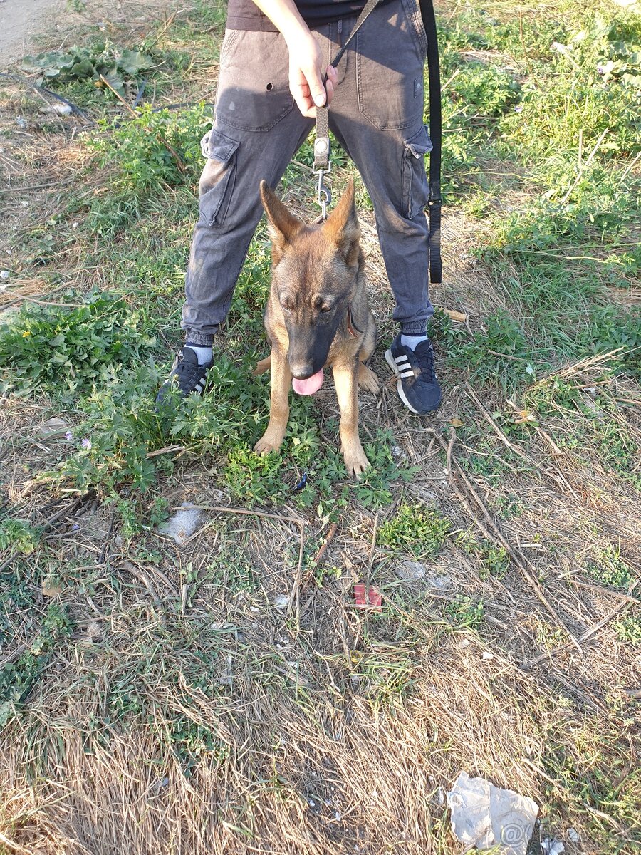 Předám krasnu sucku na štěňata je dobra aj mila k dětem 0940