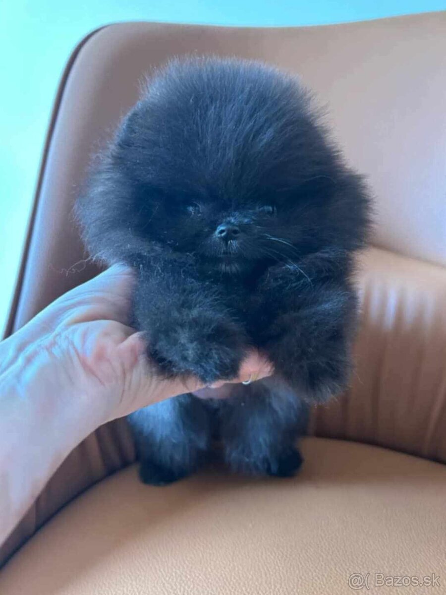 Pomeranian extra mini