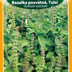 Bazalka posvátná, Tulsi (semena)