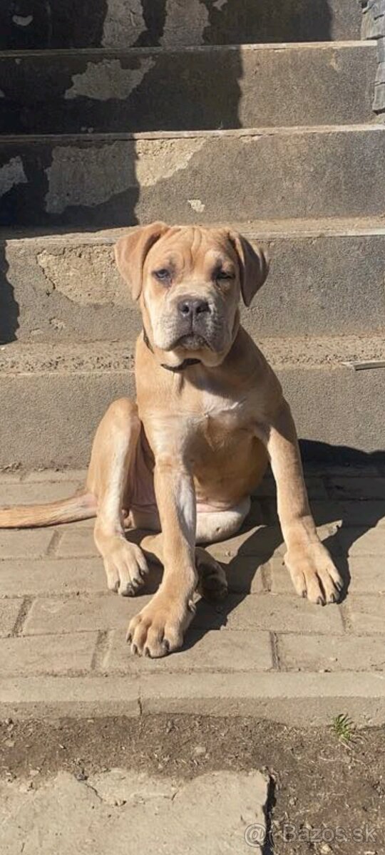 Cane Corso s PP