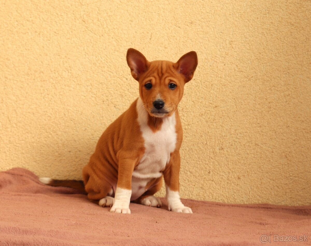 Basenji s PP